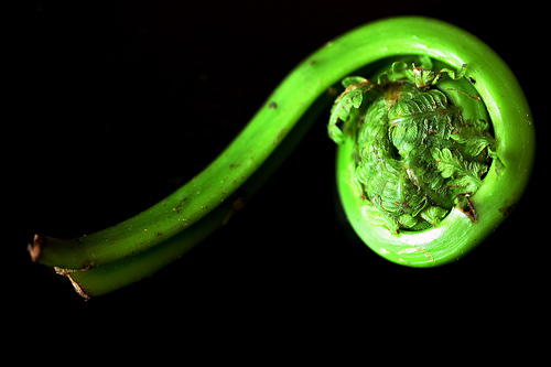 How To Use Fiddlehead Ferns